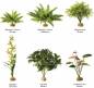 Preview: Exo Terra Rainforest Ground Plants